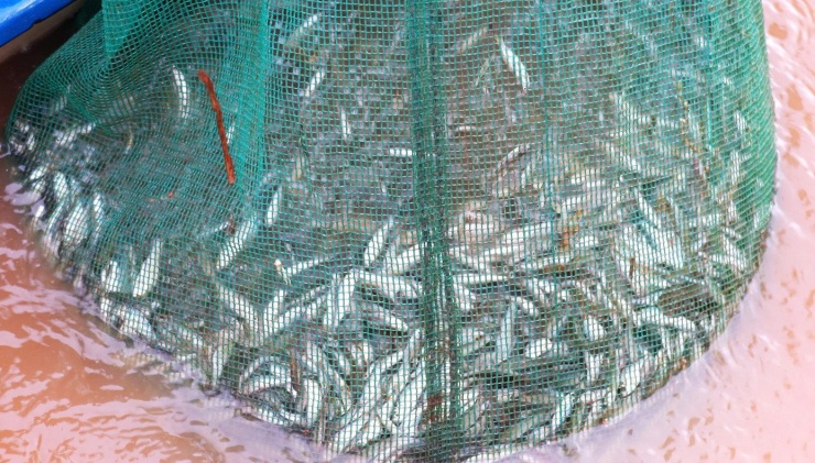 Cảnh mưu sinh nơi đầu nguồn lũ miền Tây - 11