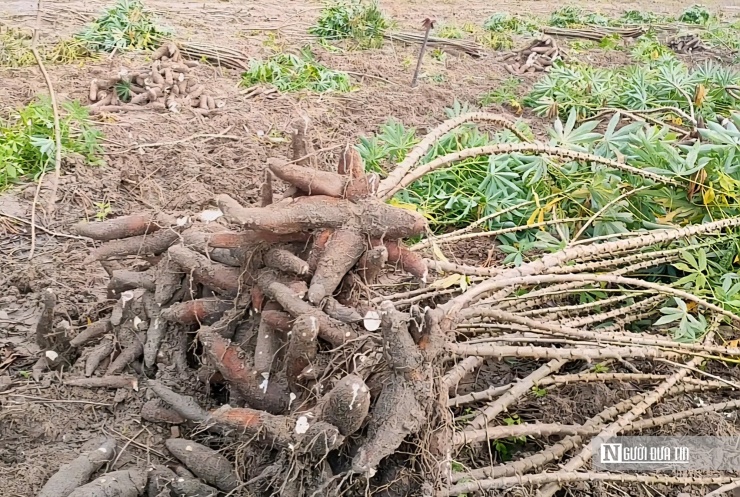 Người dân thu hoạch sắn tại xã Tân Châu.