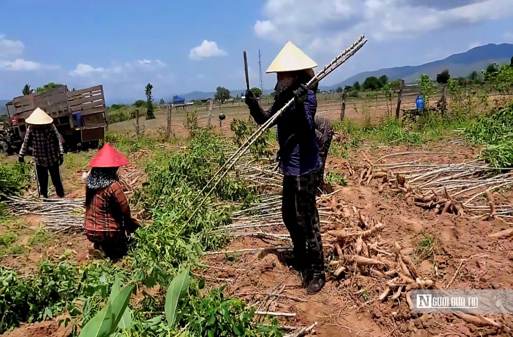 Thu hoạch sắn trong tâm trạng buồn bã vì giá bán xuống thấp, thu nhập không đủ bù chi phí.