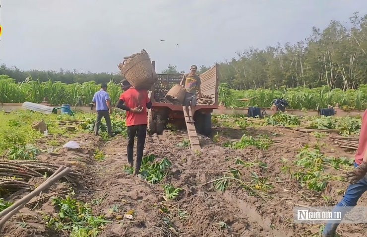 Người dân thu hoạch sắn, gùi từng giỏ lớn đưa lên xe công nông.
