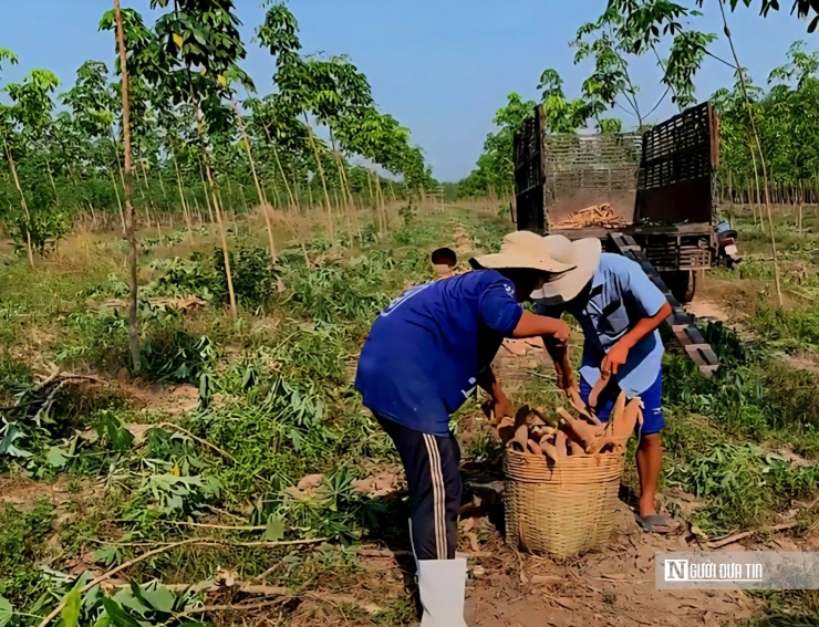 Vụ 2025–2026 sắp xuống giống, hộ ông Nam phân vân không biết nên tiếp tục trồng hay không.
