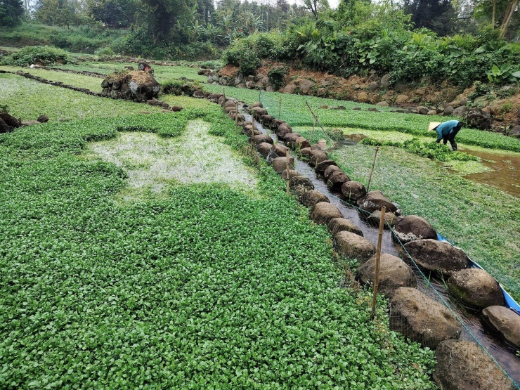Mùa rau liệt thường bắt đầu từ tháng 10 âm lịch và kết thúc vào tháng 3, 4 năm sau, có thể ngắn hoặc kéo dài hơn tùy điều kiện thời tiết. Ảnh: Hoài An