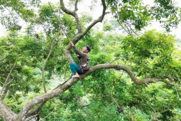 Thị trường - Tiêu dùng - Theo chân người dân đi hái quả trên "cây ATM" của làng, tiền công cả triệu đồng/ngày vẫn thiếu người làm