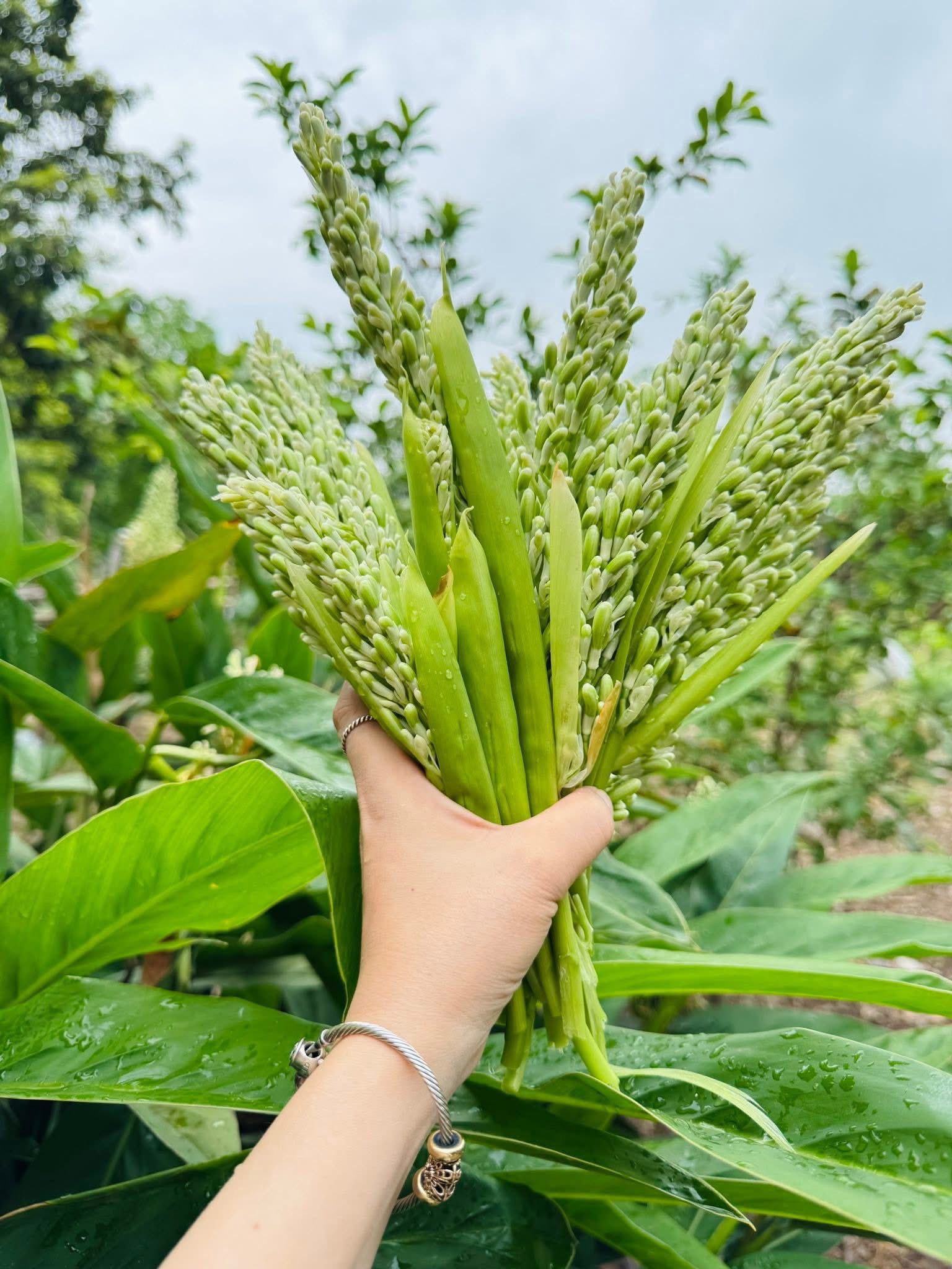 Theo Đông y, hoa riềng còn có tác dụng tiêu thực, trừ hàn, rất tốt cho sức khỏe.