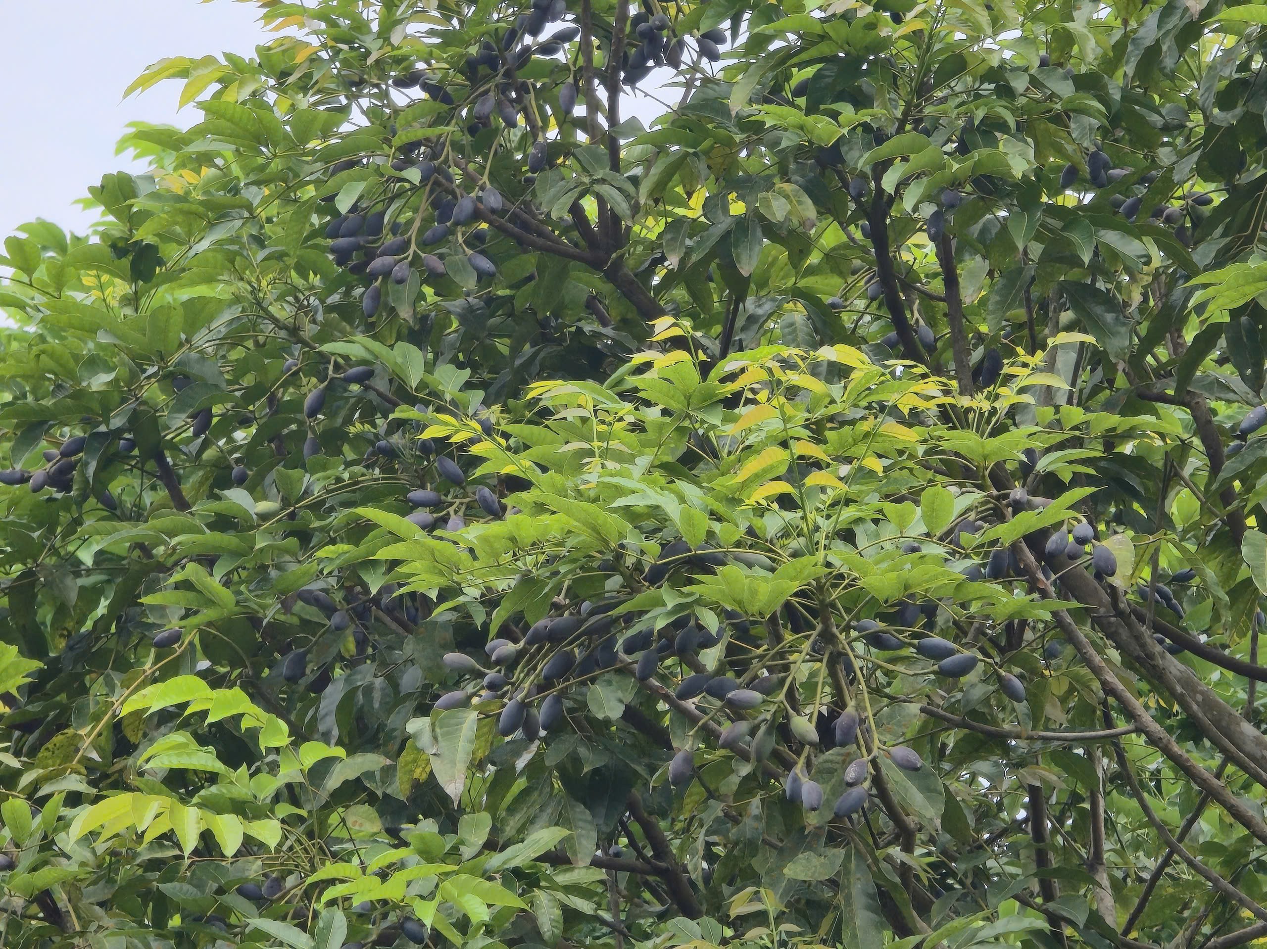 Trám đen được mùa, được giá, mỗi năm, từ mỗi cây trám cổ thụ có thể cho thu hoạch hàng tạ trám, bán với giá từ 120-150 nghìn đồng/kg, thu hàng chục triệu đồng. (Ảnh: Trần Lưu)