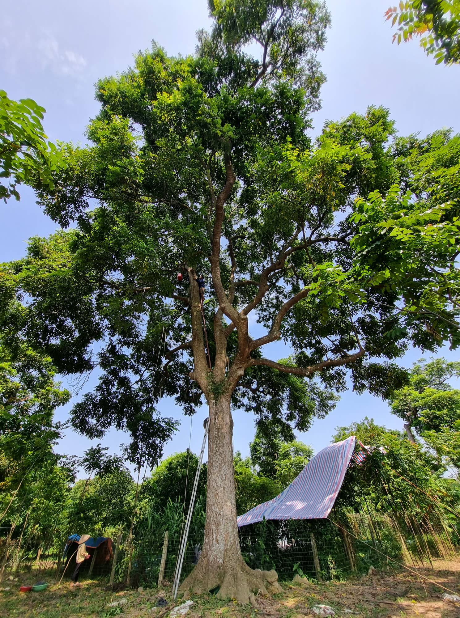  “Trèo cây này nguy hiểm, toàn cây cao 25-30 mét. Trời thì nóng, không may còn bị ong đốt nữa. Hôm trước tôi bị đốt 50 nốt ở đầu đấy. Cũng may, từ đầu vụ đến giờ, nhờ đi đập trám thuê mà tôi cũng cóp được 25 triệu đồng rồi, cũng chỉ còn vài ngày nữa là hết mùa thôi”, anh Được chia sẻ. (Ảnh: Trần Lưu)