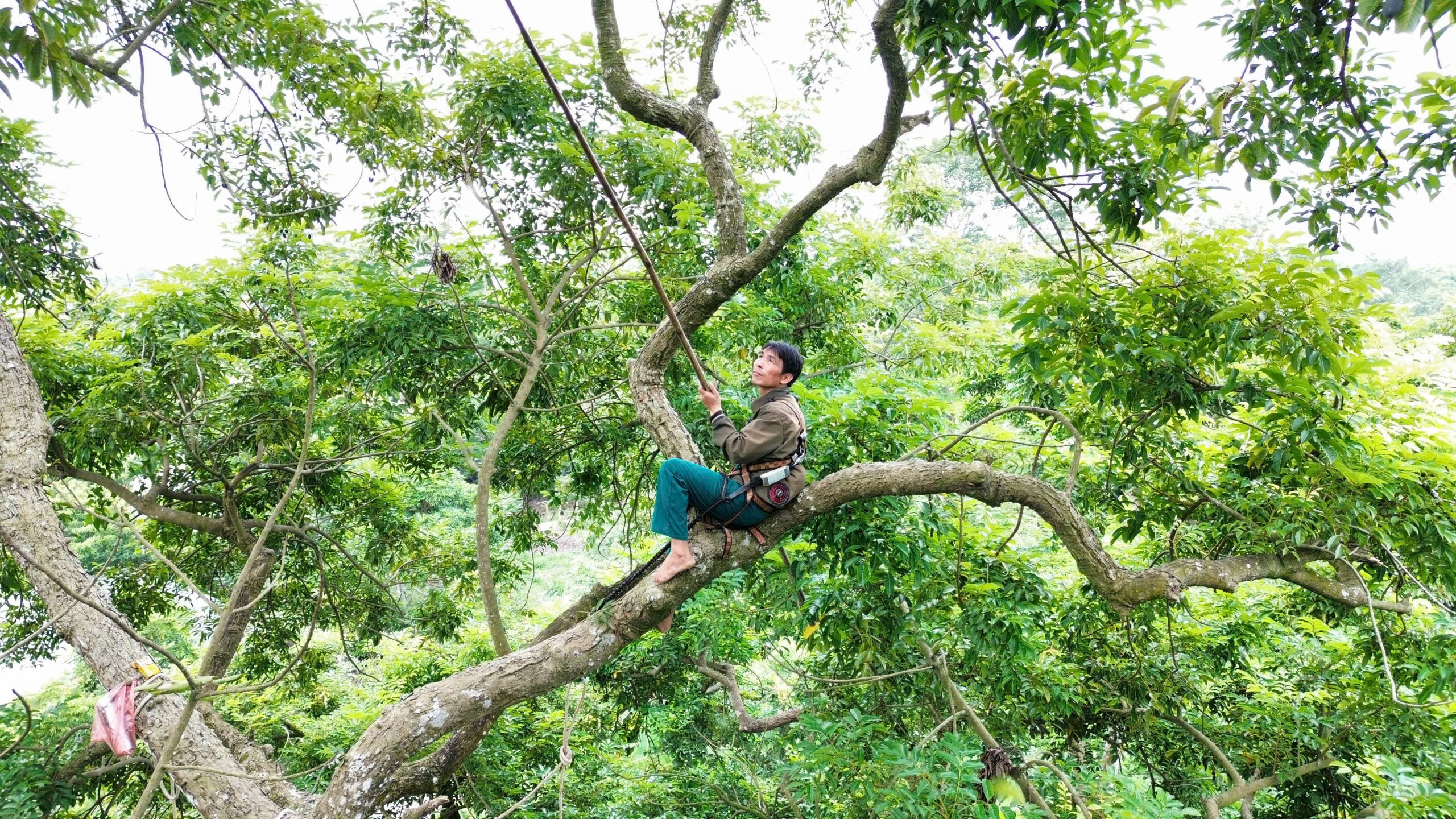  Giữa khoảng tán xanh ngút mắt, cách chỗ anh Được đập trám thuê vài nhà, anh Ngô Văn Tiên (45 tuổi), trú tại xóm Đông cũng đang vắt vẻo trên ngọn cây, tay cầm sào dài đập lia lịa vào tán lá xanh um để thu hoạch trám. (Ảnh: Trần Lưu)