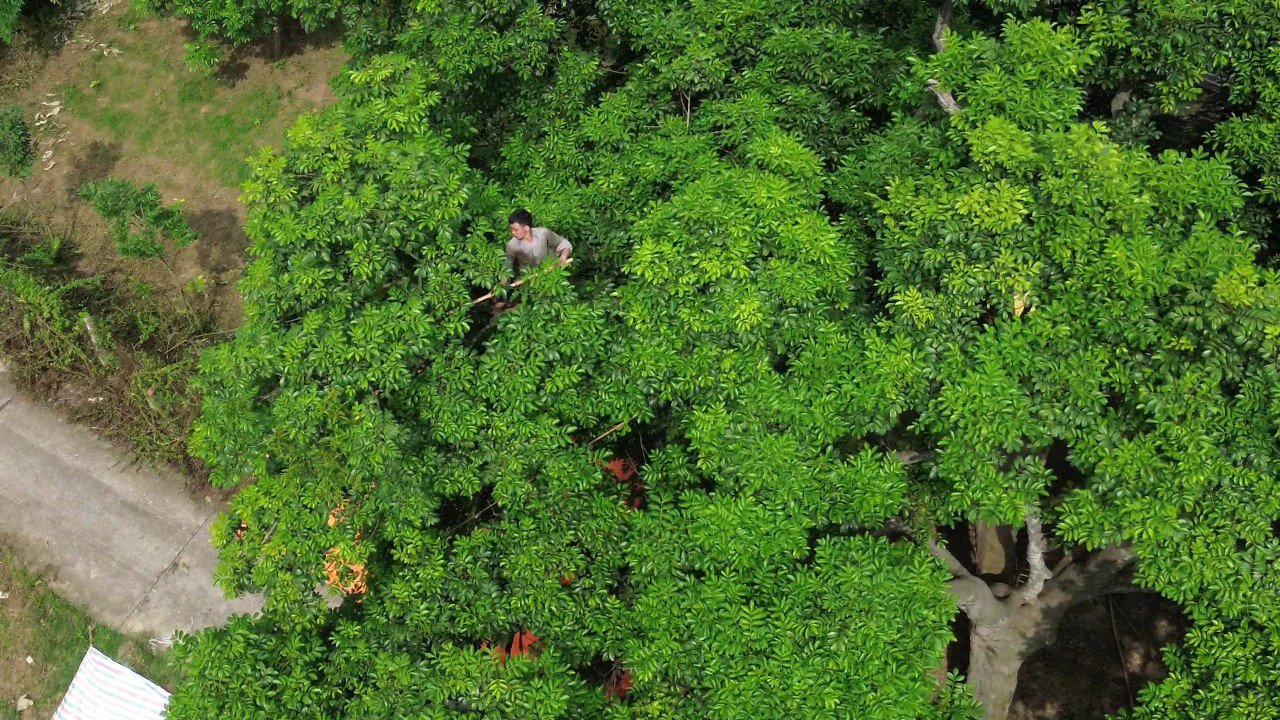  Cùng với anh Nhu, anh Được và anh Tiên được coi là 3 thợ đập trám giỏi nhất làng. Mặc dù đây chỉ là công việc thời vụ, mỗi năm chỉ kéo dài một tháng nhưng cứ đến mùa trám, những hộ dân quanh làng lại “đặt hàng” các anh đến thu hoạch trám. Tiền công cao nhưng vất vả và nguy hiểm, không phải ai cũng làm được nên dù tiền công lên tới cả triệu đồng mỗi ngày mà vẫn thiếu người làm.