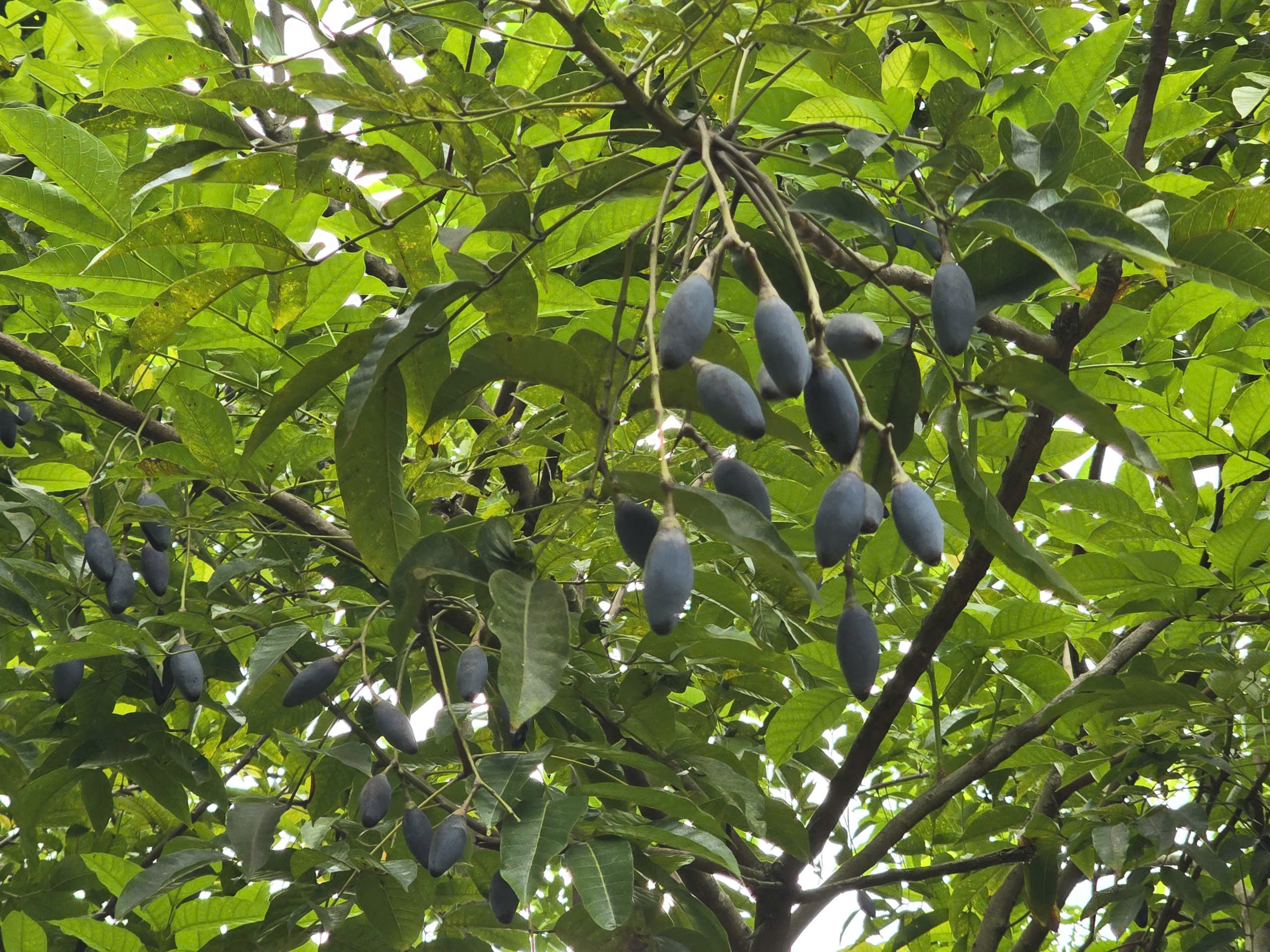  Quả trám đen ẩn mình nằm giữa tán lá xanh rì, thợ hái trám phải vừa dẻo dai, vừa có kỹ năng trèo cùng đôi mắt tinh tường để không bỏ sót trám trên cây. (Ảnh: Trần Lưu)