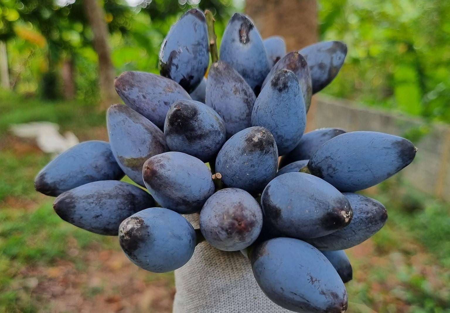 Trám đen không chỉ được coi là “cây ATM” hay “vàng đen” của những gia đình sở hữu chúng mà còn giúp nhiều người có thu nhập hàng triệu đồng mỗi ngày nhờ công việc đi đập trám thuê. (Ảnh: Trần Lưu)