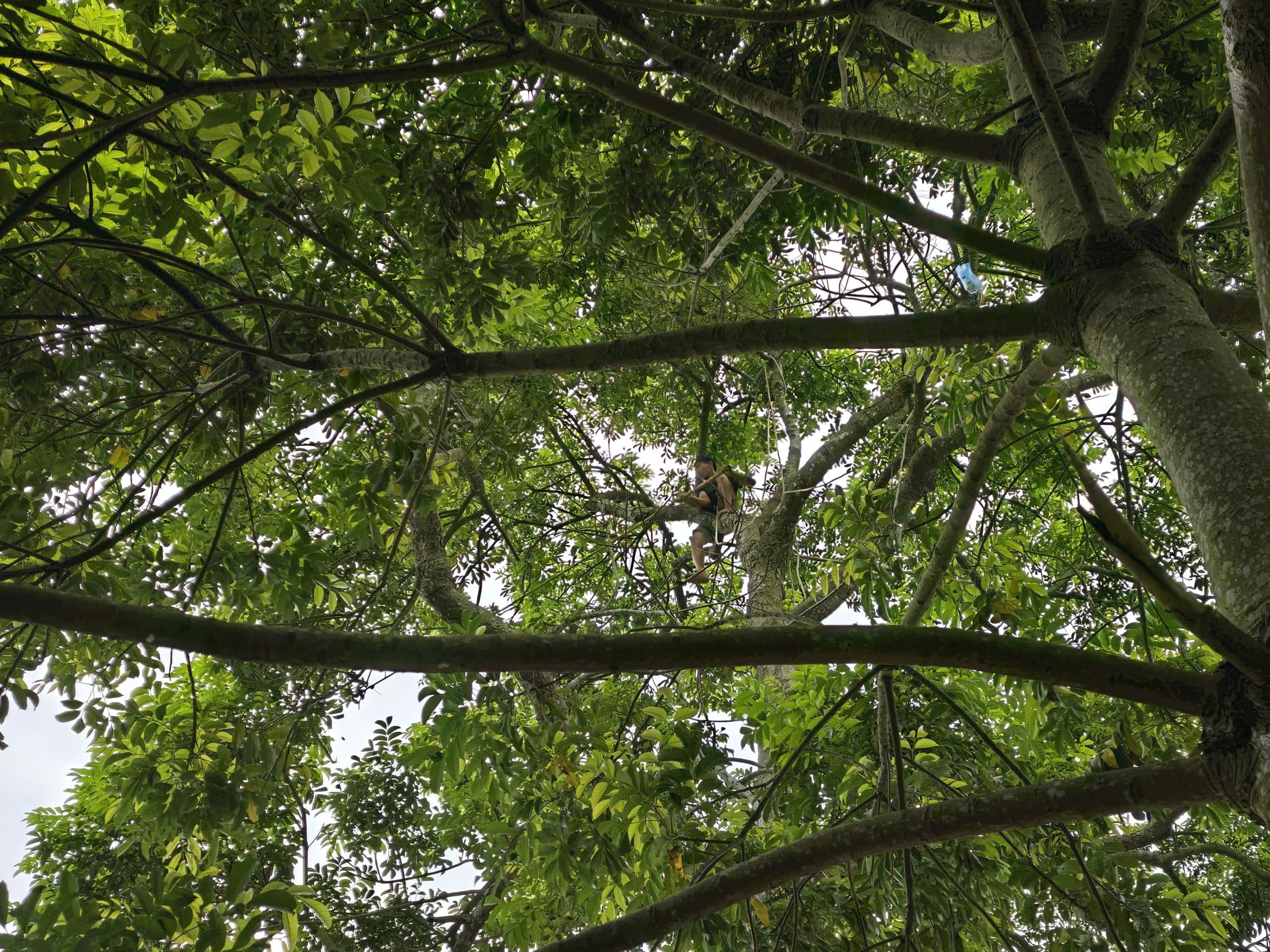 Tuy nhiên, hơn 10 năm nay, cứ đến mùa thu hoạch trám đen hàng năm, anh lại tay sào tay thừng đi đập trám thuê. (Ảnh: Trần Lưu)