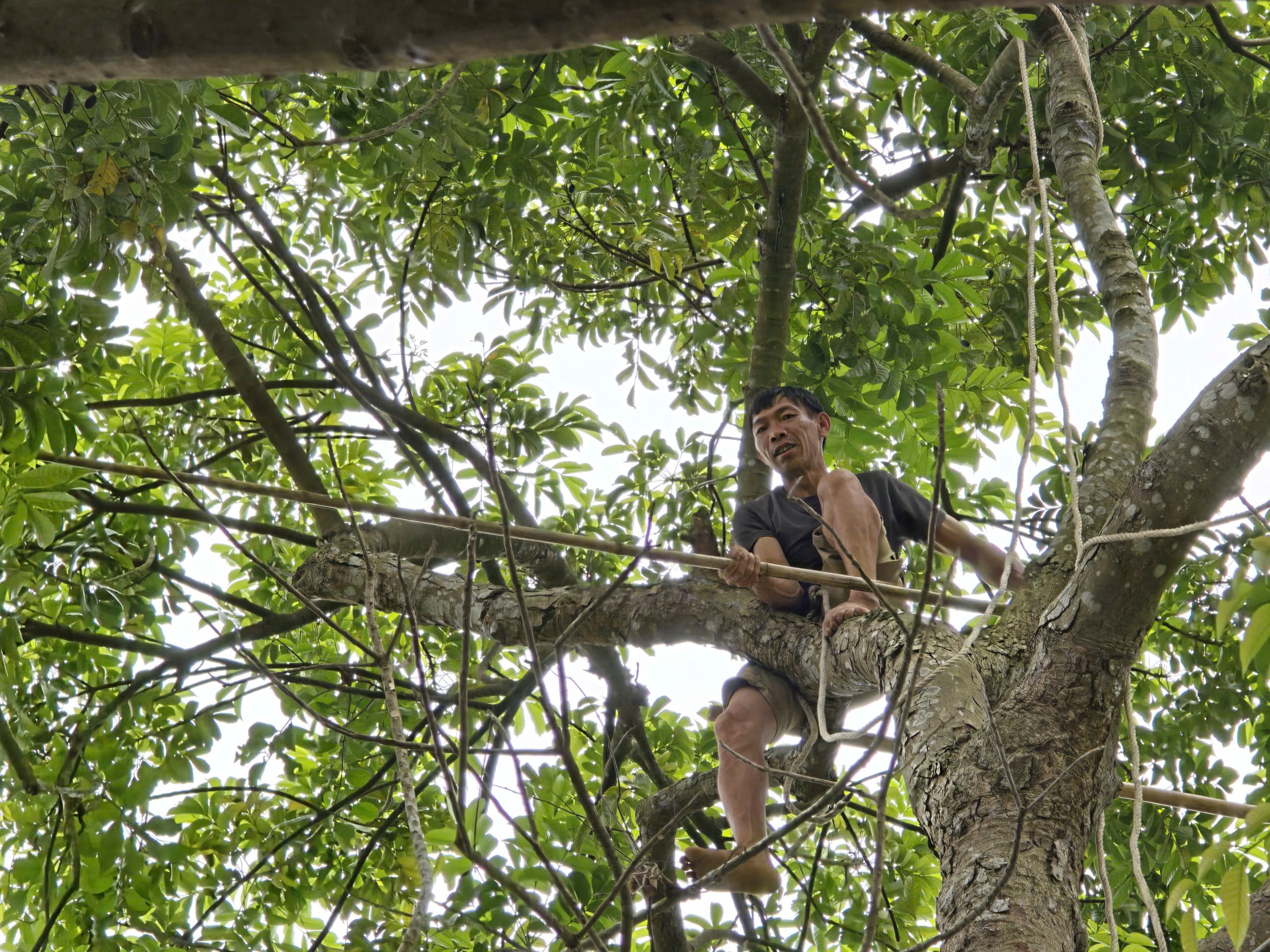 “Những cây trám họ thuê thợ đập đều là gốc cổ thụ hàng trăm năm, 3-4 người ôm mới xuể, tán rộng, chỉ có thể hái thủ công. Phải người có thật nhiều kinh nghiệm họ mới dám trèo”, anh Nhu nói. (Ảnh: Trần Lưu)