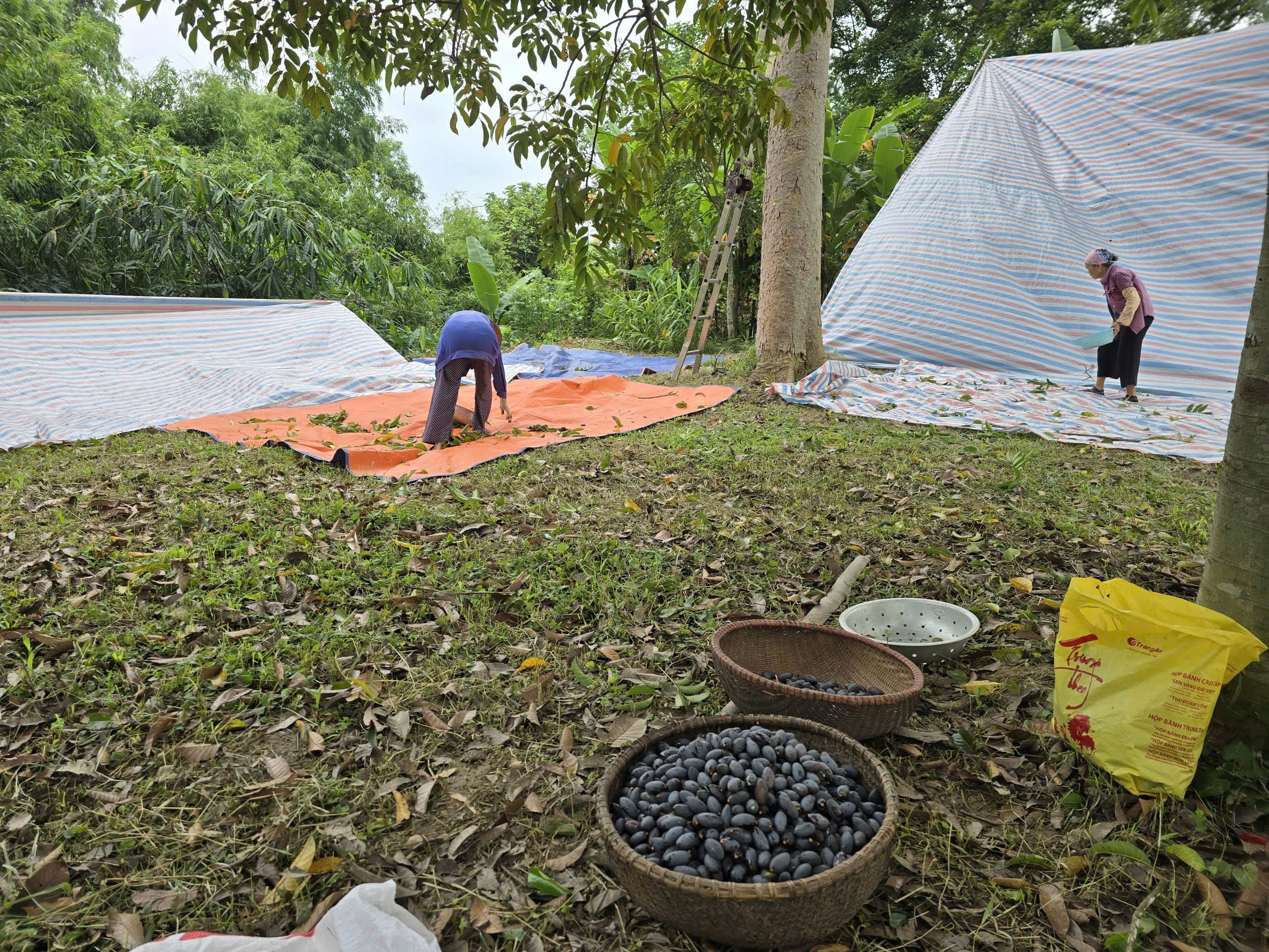 Trước khi trèo lên cây đập trám, người nhà phải lấy bạt trải xung quanh gốc trám. Sau đó khéo léo trèo lên cây, dùng dây thừng bảo hiểm buộc một đầu vào cành trám, một đầu buộc vào người, trèo ra từng cành, dùng sào đập trám rơi xuống bạt phía dưới sao cho quả trám không bị xước. (Ảnh: Trần Lưu)