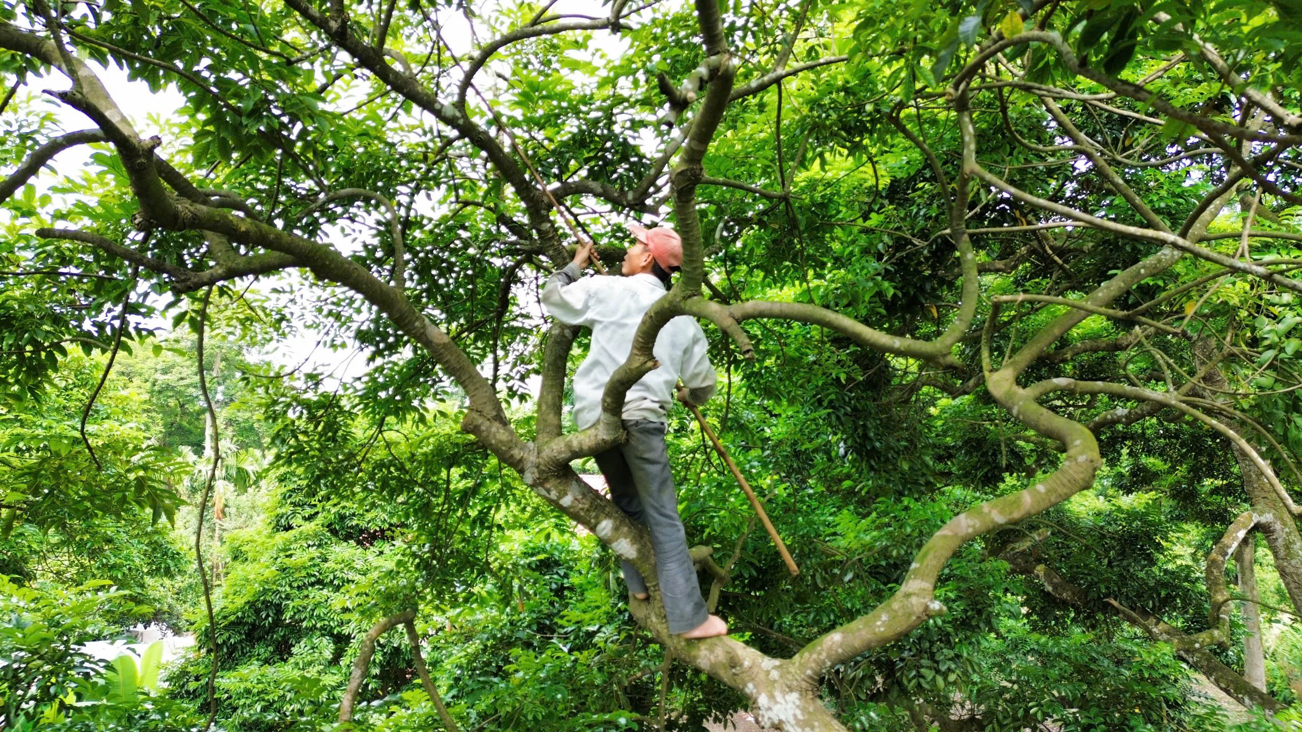 Hàng ngày đi làm thợ xây nhưng đến mùa trám, anh Nguyễn Văn Được (50 tuổi), trú tại xóm Đá lại được các hộ dân quanh làm đặt hàng “đập trám”. (Ảnh: Trần Lưu)