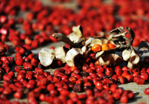 Hạt Dổi Rừng – Mang gia vị Tây Bắc chinh phục gian bếp Việt - 1