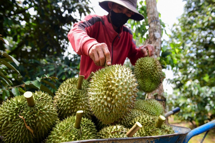 Đến hết tháng 8/2025, xuất khẩu sầu riêng đạt 1,7 tỷ USD, chủ yếu được xuất sang thị trường Trung Quốc. Ảnh: Nguyễn Huế