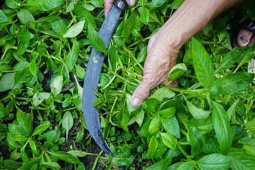 Cây mọc dại bờ rào hóa "mỏ tiền", trồng 3 tháng là thu hoạch