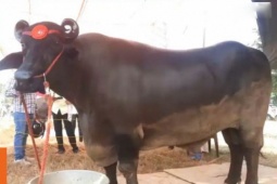 Bạn trẻ - Cuộc sống - Con trâu "khổng lồ" giá 69 tỷ đồng, chủ chần chừ "chưa ưng bán"