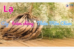 Tin tức sức khỏe - Lạ loài cây “trăm chồng” Thiên Môn Chùm, cải thiện ít sữa sau sinh ít ai biết