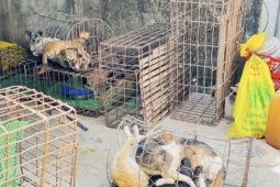 An ninh - Xã hội - Từ dấu hiệu lạ trong một căn nhà, công an triệt phá nhóm trộm chó liên tỉnh