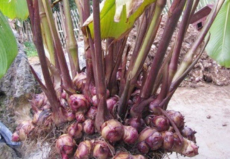 Cây mọc khắp Việt Nam, đào rễ như vớ được “mỏ tiền” - 2