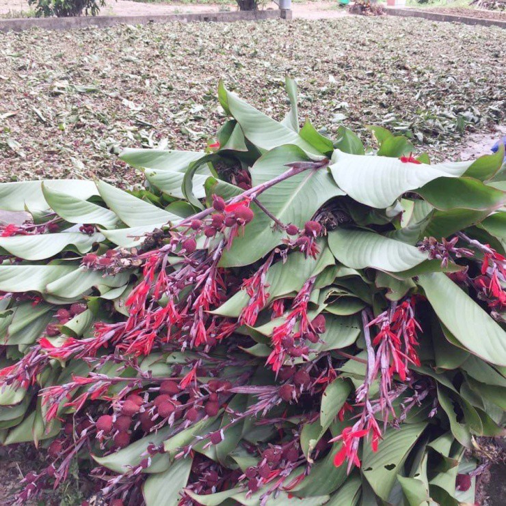 Cây mọc khắp Việt Nam, đào rễ như vớ được “mỏ tiền” - 3