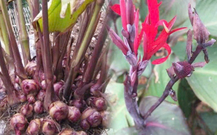 Cây mọc khắp Việt Nam, đào rễ như vớ được “mỏ tiền” - 1