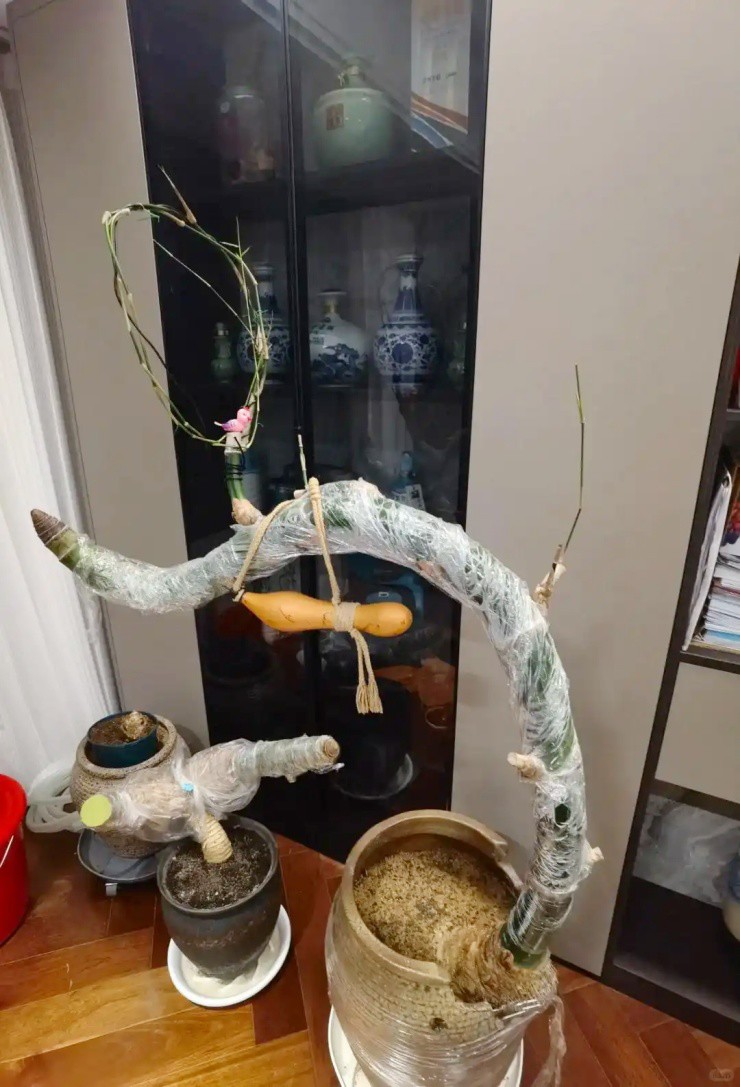 Chồng “đốt” hơn 70 triệu mua hai gốc tre trơ trụi, vợ dở khóc dở cười - 2