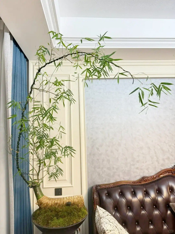 Chồng “đốt” hơn 70 triệu mua hai gốc tre trơ trụi, vợ dở khóc dở cười - 3