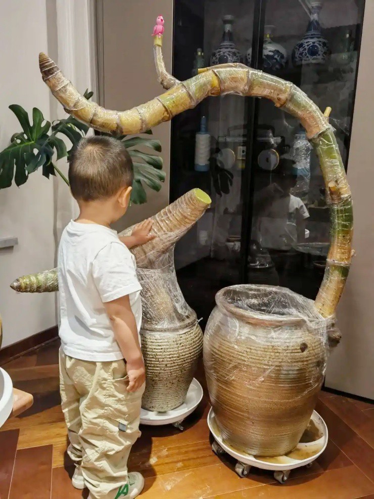 Chồng “đốt” hơn 70 triệu mua hai gốc tre trơ trụi, vợ dở khóc dở cười - 1