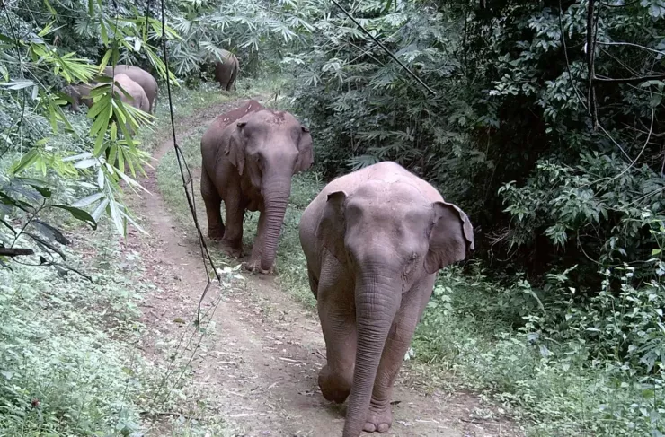 Clip, hình ảnh cực hiếm về những đàn voi hoang dã ở Đồng Nai - 5