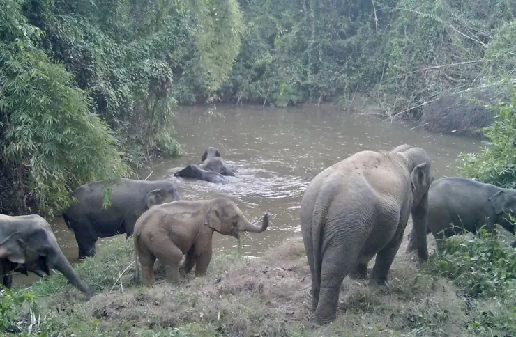Một đàn voi hoang dã gần 10 cá thể, trong đó có cả cá thể con. Ảnh chụp vào tháng 3-2023.