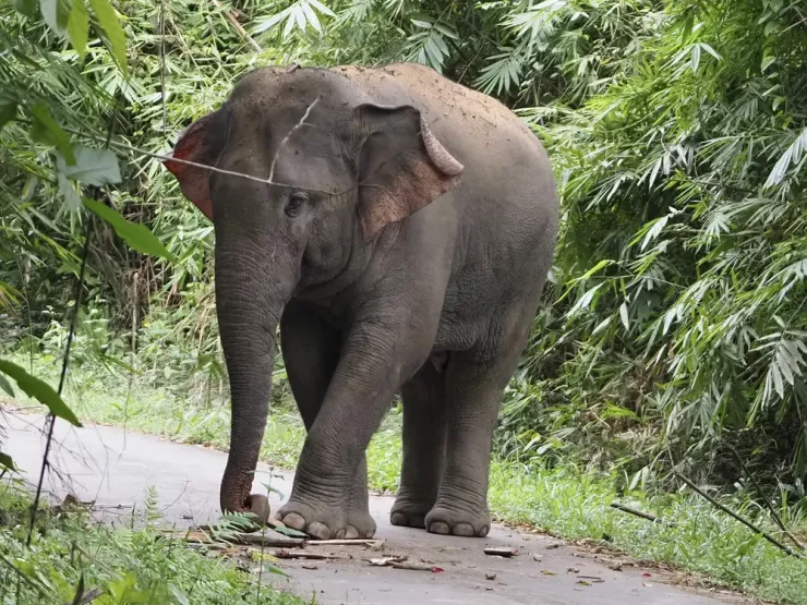 Clip, hình ảnh cực hiếm về những đàn voi hoang dã ở Đồng Nai - 3