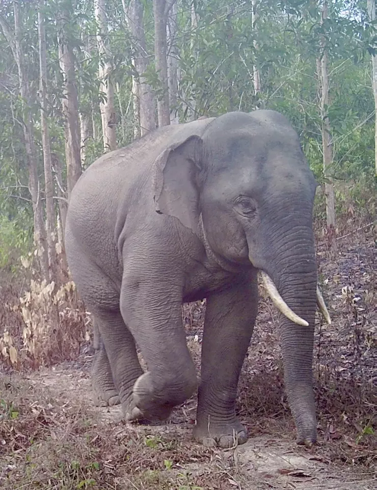 Một chú voi ngà dài: Ảnh chụp tháng 3-2023.