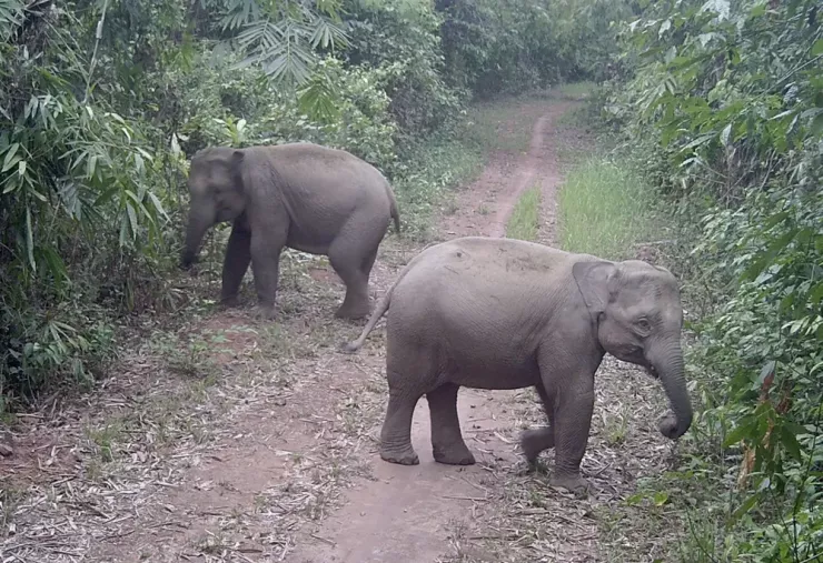 Hai chú voi trưởng thành tại một con đường mòn trong rừng. Ảnh chụp tháng 5-2023