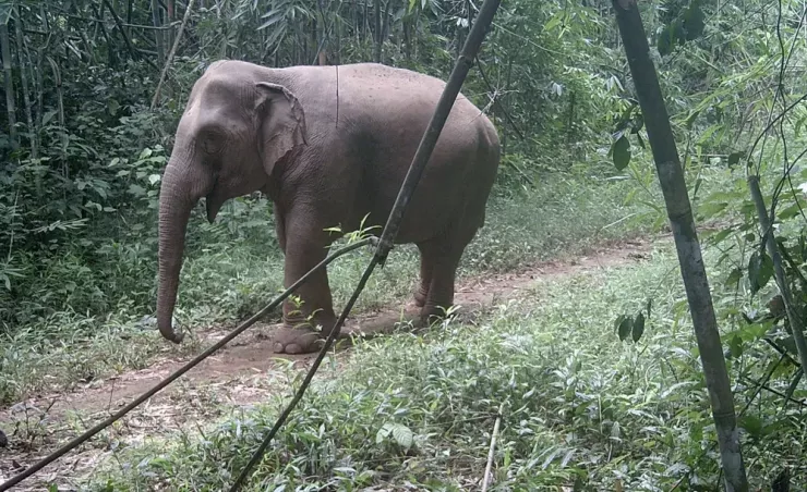 Clip, hình ảnh cực hiếm về những đàn voi hoang dã ở Đồng Nai - 10