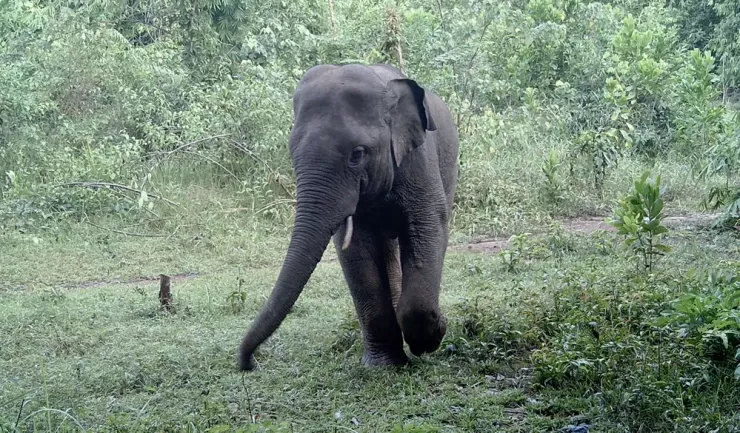 Đồng Nai đang là tỉnh có số lượng voi hoang dã lớn nhất cả nước và được bảo vệ rất nghiêm ngặt.