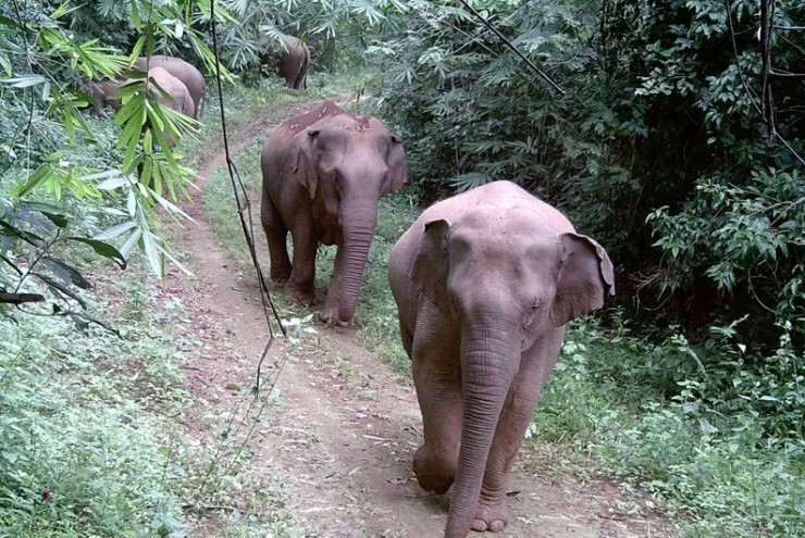 Clip, hình ảnh cực hiếm về những đàn voi hoang dã ở Đồng Nai