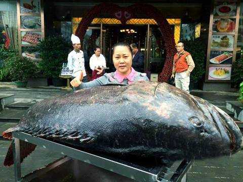 Một con cá mú khổng lồ.