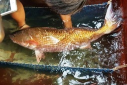 Thị trường - Tiêu dùng - Loài cá được cả thế giới săn đón, trong bụng chứa "báu vật" bằng cả gia tài