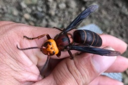 Thị trường - Tiêu dùng - Bất ngờ loại ong nuôi để lấy thịt được lùng mua với giá lên tới 500 nghìn đồng một con