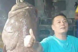 Bạn trẻ - Cuộc sống - Ngư dân bắt được con cá mú khổng lồ nặng 125kg, giá 127 triệu đồng