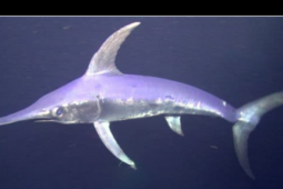 Sức khỏe đời sống - 6 nhóm người cần thận trọng khi ăn cá