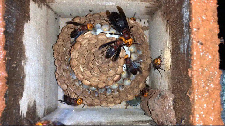 Những con ong dế chúa được nhân giống để nuôi tại vị trí người nuôi mong muốn.