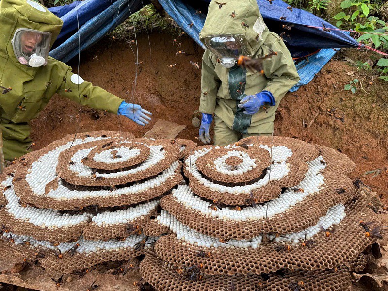 Những tổ ong dế được người dân nhân giống và nuôi có thể nặng tới cả tạ. (Ảnh: Hà Xuân Thanh)