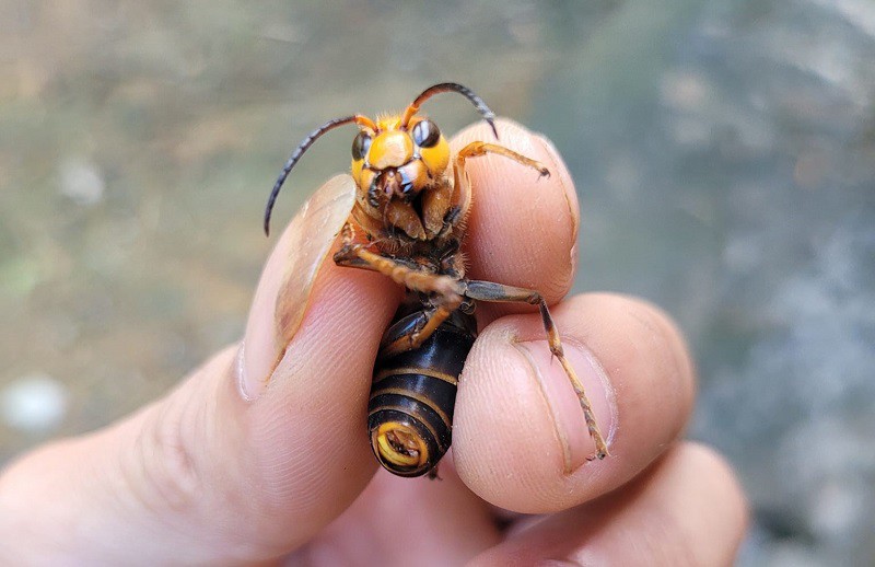 Một số con ong dế chúa "đặc biệt" được bắt từ rừng về sẽ được lùng mua với giá lên đến 500 nghìn đồng/con. (Ảnh: Lò Văn Mạnh)