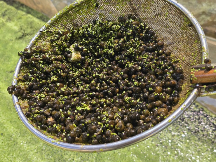 Ốc giống được bán với giá 200 đồng/con. Ảnh: T.Lương