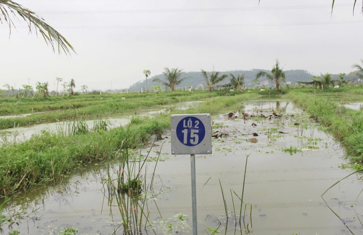 Ao nuôi ốc được phân thành từng lô để đánh dấu thời gian thả giống. Ảnh: T.Lương