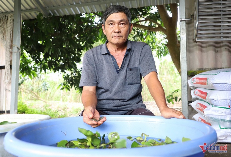 Mô hình nuôi ba ba của ông Trần Hồng Quan. Ảnh: T.T