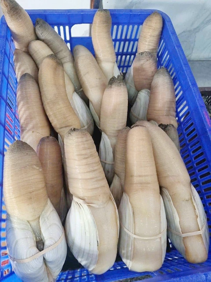 Trong thế giới hải sản, tu hài – còn được gọi là ốc vòi voi – luôn nằm trong danh sách những loài nhuyễn thể đặc biệt và có giá trị kinh tế cao.
